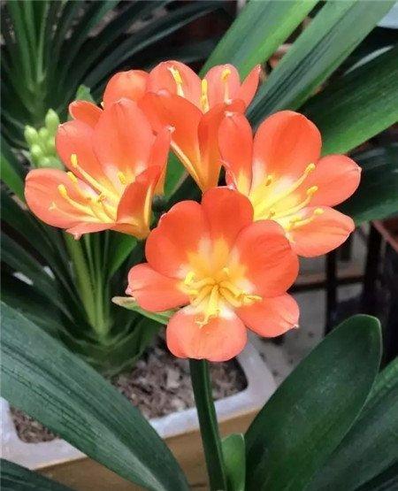 花后光照 花后光照