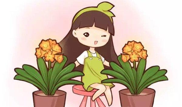 花谢后的君子兰这样做，不然再也开不了花