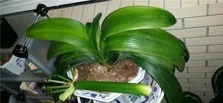 花后修剪
