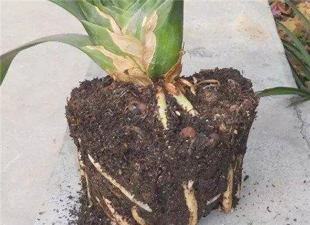 换盆 换盆