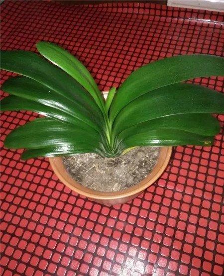 花后浇水