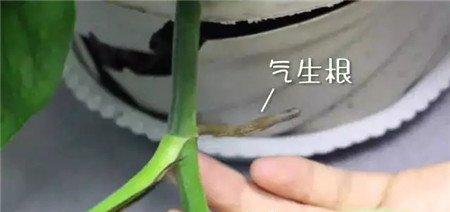 绿萝 绿萝