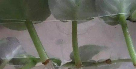 非洲紫罗兰扦 非洲紫罗兰扦