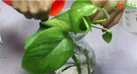 插穗放入水培容器后 插穗放入水培容器后