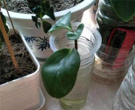 水插豆瓣绿 水插豆瓣绿