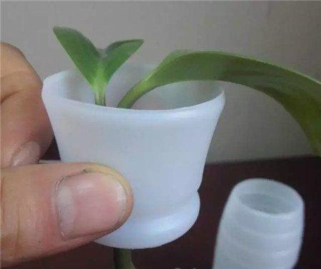 水插豆瓣绿 水插豆瓣绿