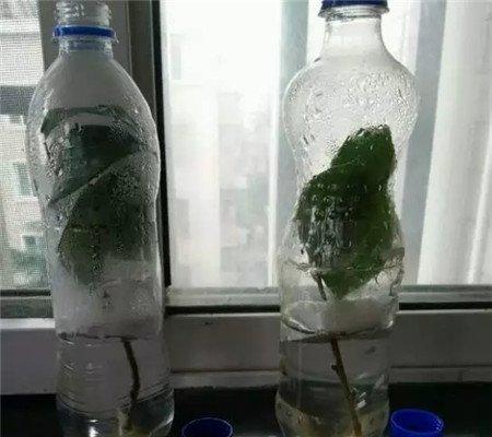 茶花 茶花