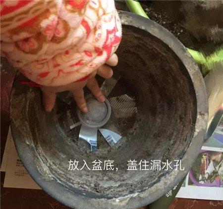 放进花盆 放进花盆