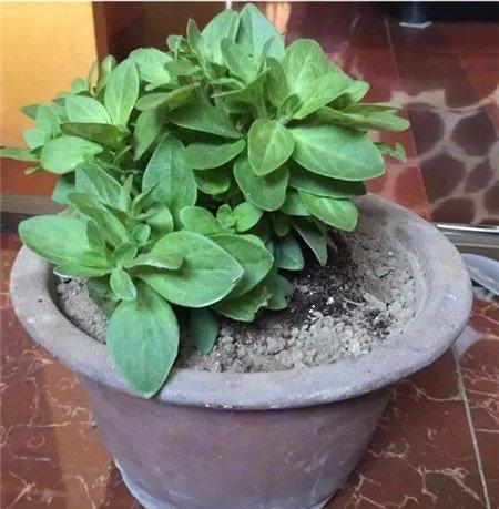 种植物 种植物