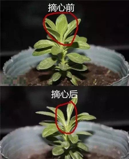 打顶摘心 打顶摘心
