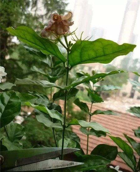 花后修剪 花后修剪