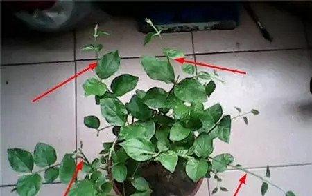 茉莉花进行修剪 茉莉花进行修剪