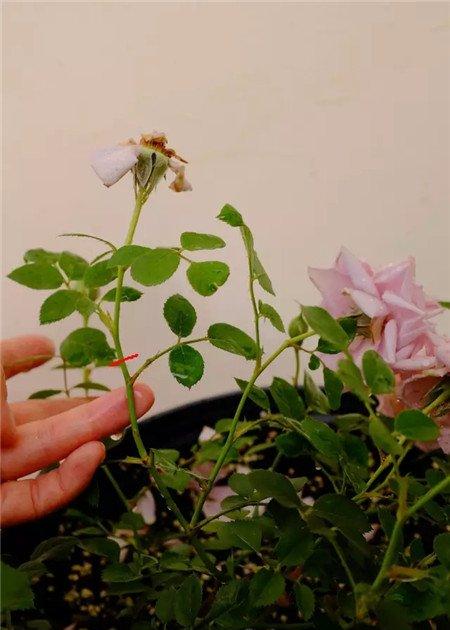 进行修剪 进行修剪