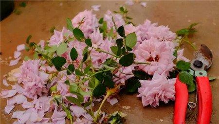 花朵修剪 花朵修剪