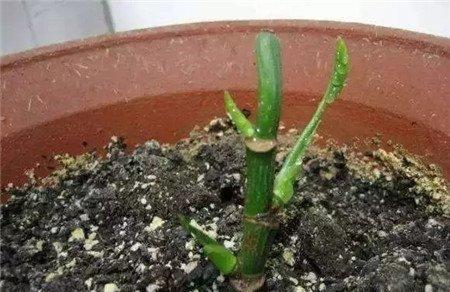 嫩嫩的芽点 嫩嫩的芽点