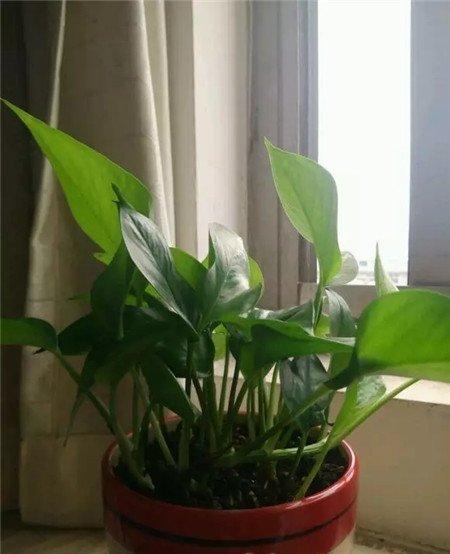 小绿萝 小绿萝