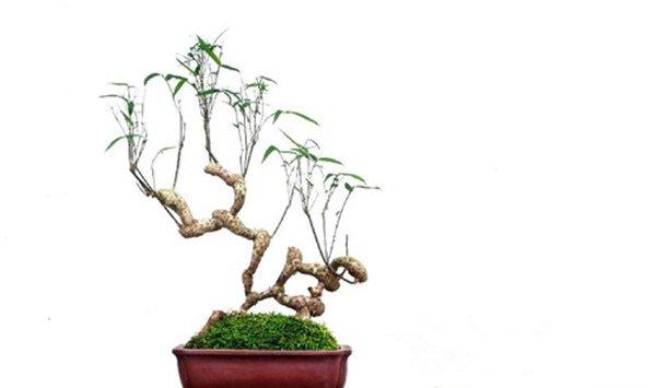 竹子盆景制作