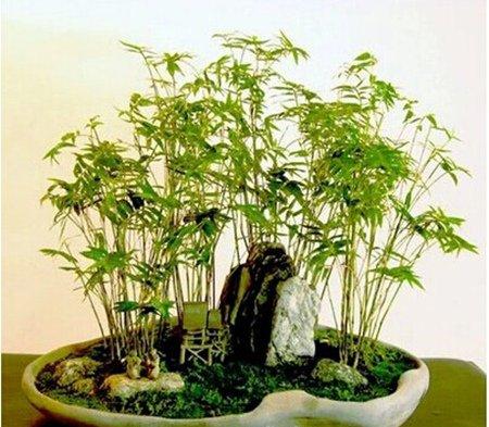 竹子盆景选择