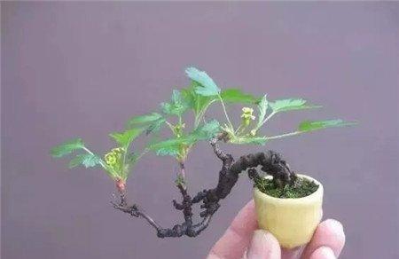 拇指盆栽 拇指盆栽