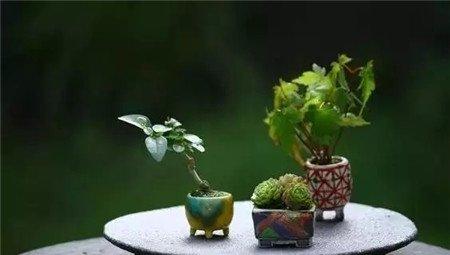 拇指盆栽 拇指盆栽