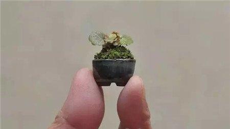拇指盆栽 拇指盆栽