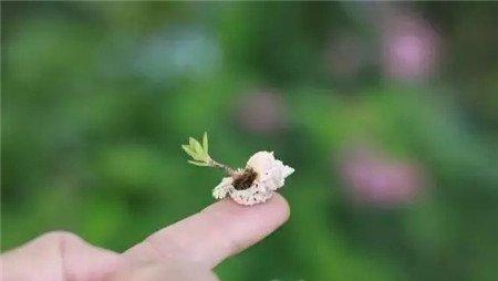 拇指盆栽 拇指盆栽