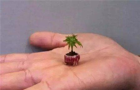 拇指盆栽 拇指盆栽