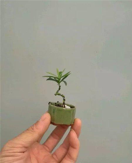 拇指盆栽 拇指盆栽