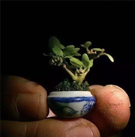 拇指盆栽 拇指盆栽