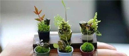 拇指盆栽 拇指盆栽