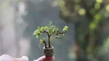 拇指盆栽 拇指盆栽