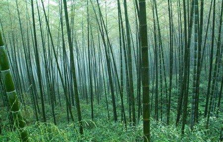竹子浇水方法