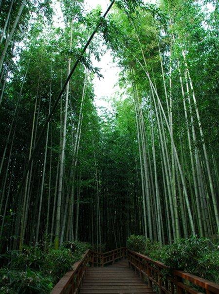 竹子施肥
