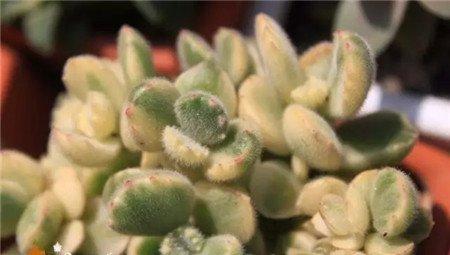 熊童子锦 熊童子锦