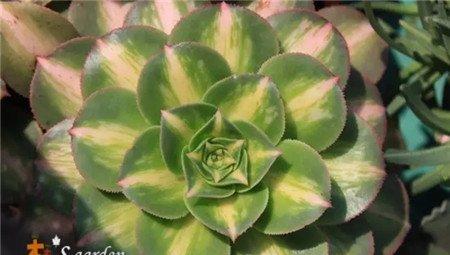 莲花掌锦 莲花掌锦