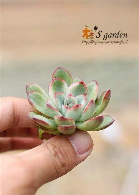 花月夜锦 花月夜锦