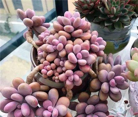 露养 露养