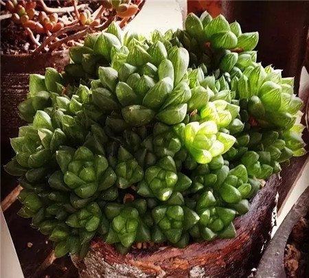 闷养 闷养