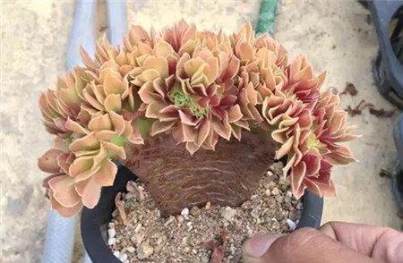 缀化 缀化