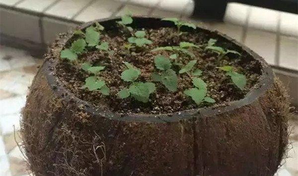 这几个小物件都能做花盆，你都知道吗