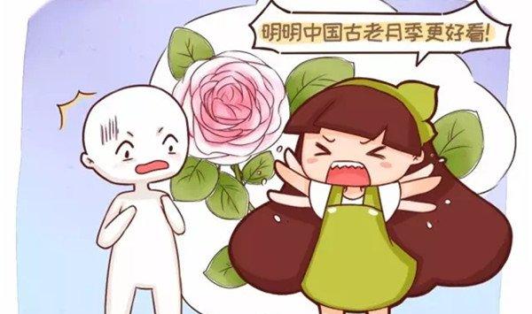 别再迷恋欧月，咱中国的古老月季，快绝种了