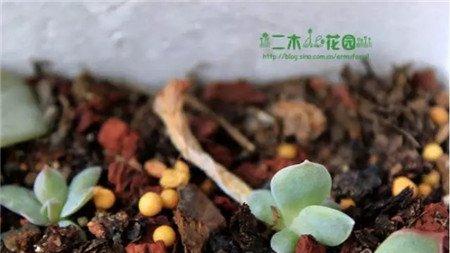 扦插 扦插