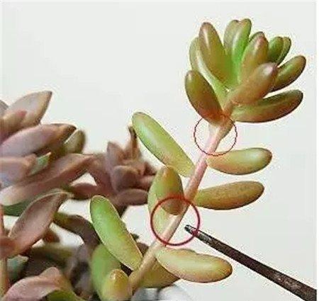 植株 植株