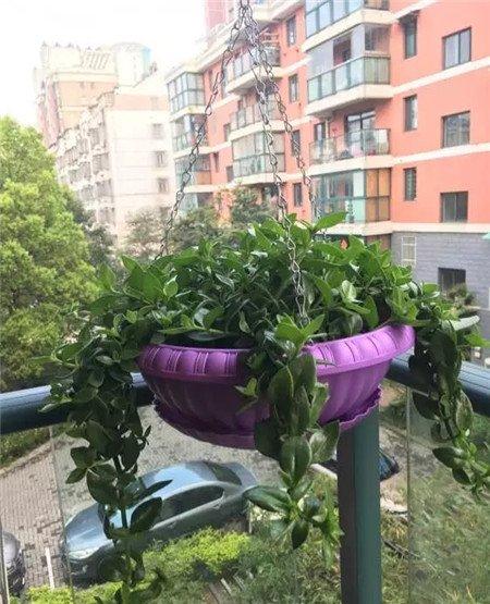牡丹吊兰 牡丹吊兰