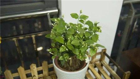 茉莉 茉莉