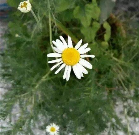 洋甘菊 洋甘菊