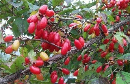 山茱萸