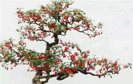 枸杞