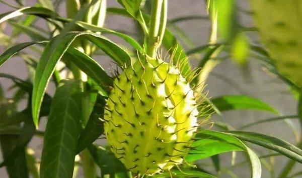 15种常见观果植物，你都见过吗