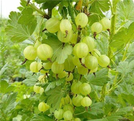 鹅莓品种：小醋栗